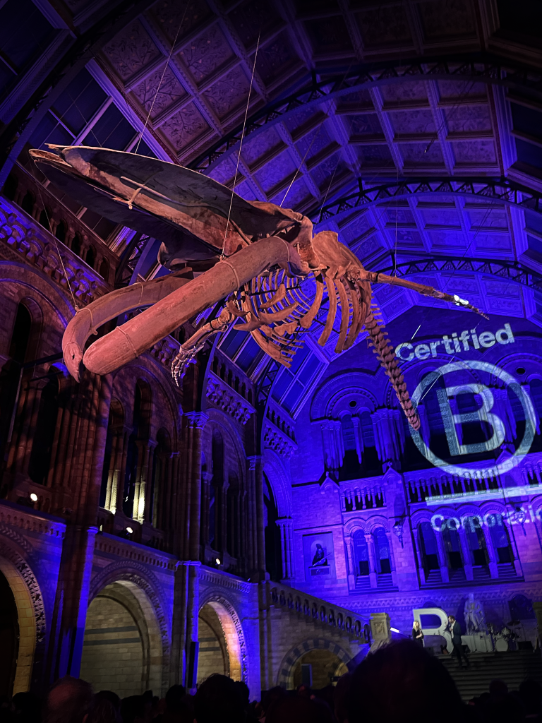 Blue Whale Hope at the National History Museum, London